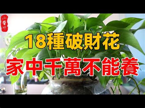 水種植物招財|前陽台招財植物大全！15 種適合陽台的植物助你財源。